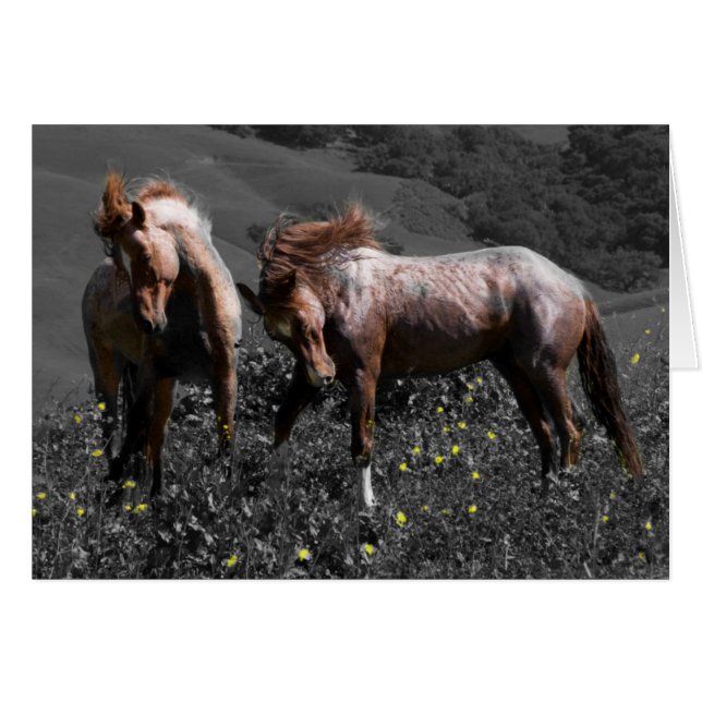 Stallion Spar Hälsningskort (Framsidan Horizontal)