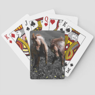 Stallion Spar Kortlek