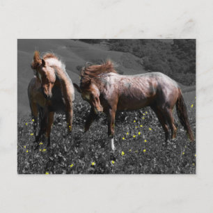 Stallion Spar Vykort