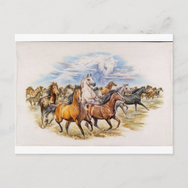 Stallion Stampede Vykort (Framsida)