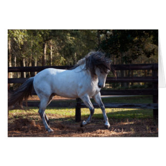 Stallion Strut Hälsningskort