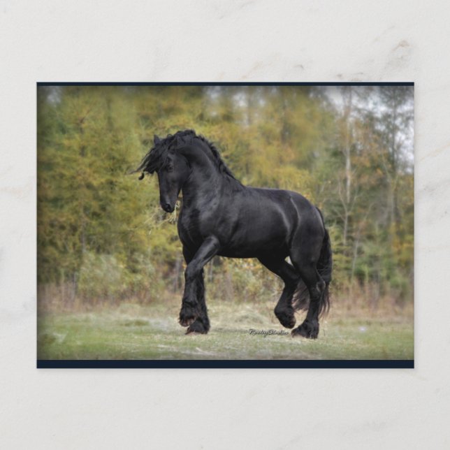 Stallion Strut Vykort (Framsida)