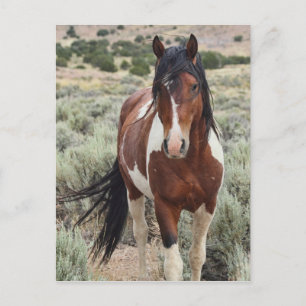 Stallion Vykort