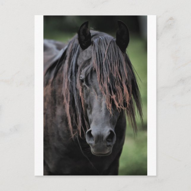 Stallion Vykort (Framsida)