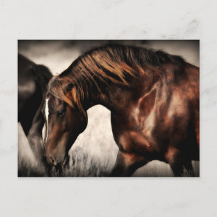Stallion-vykort för vild vykort