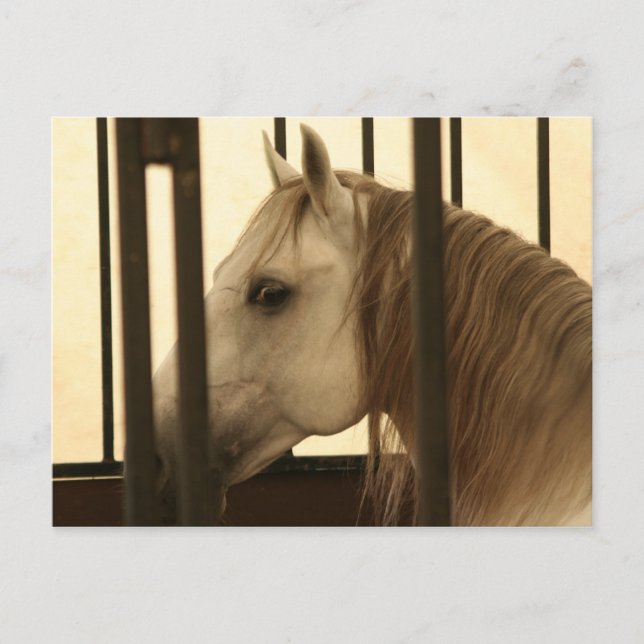 Stallion Watching Vykort (Framsida)