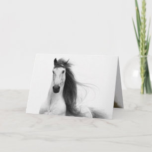 Stallions hälsningskort för gloriska hästar kort