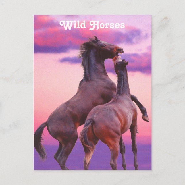 Stallions uppspelningsvykort vykort (Framsida)