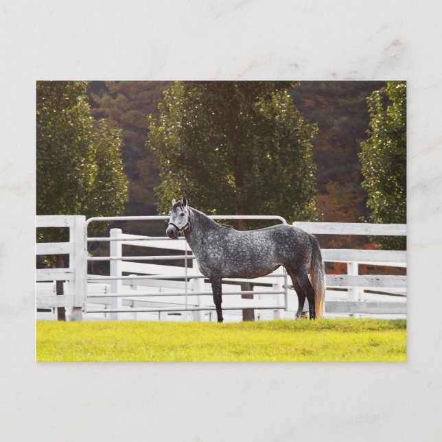 Ställstolpe Vykort (Framsida)