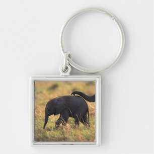 Stam av rörs avkommor för elefant, Kenya, Fyrkantig Silverfärgad Nyckelring