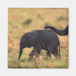 Stam av rörs avkommor för elefant, Kenya, Magnet