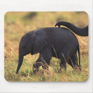 Stam av rörs avkommor för elefant, Kenya, Musmatta