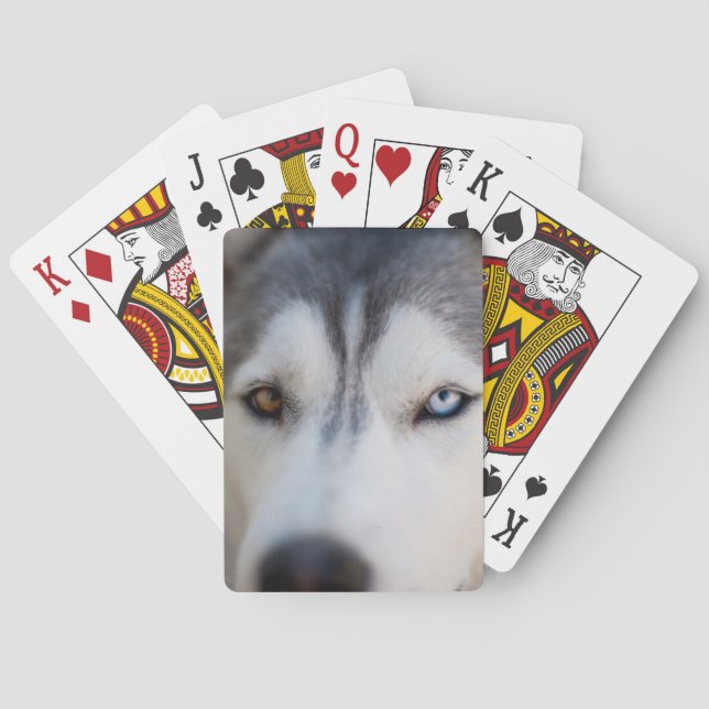 Stambok för ett alkaliskt malamute casinokort (Baksidan)
