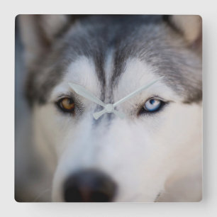Stambok för ett alkaliskt malamute fyrkantig klocka