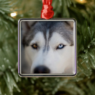 Stambok för ett alkaliskt malamute julgransprydnad metall