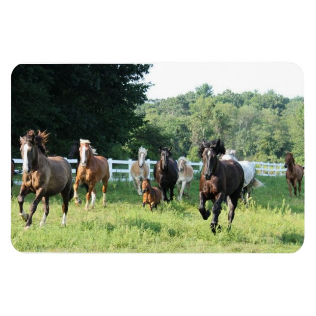 Stamen och Herdmaster Magnet (Horisontell)