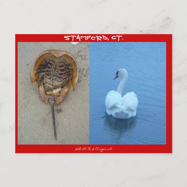 Stamford, CT Vykort (Framsida)