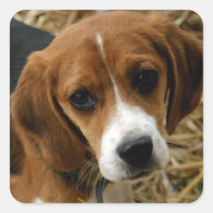 Stämplar av typen Cute Beagle Puppy Hälsning Fyrkantigt Klistermärke