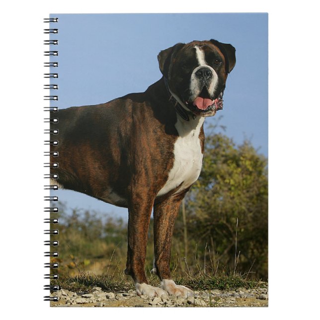 Stance för boxarehundShow Anteckningsbok (Framsidan)