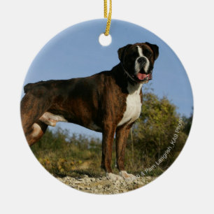 Stance för boxarehundShow Julgransprydnad Keramik