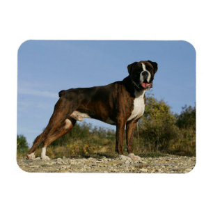 Stance för boxarehundShow Magnet