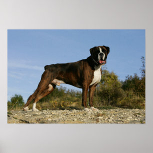 Stance för boxarehundShow Poster