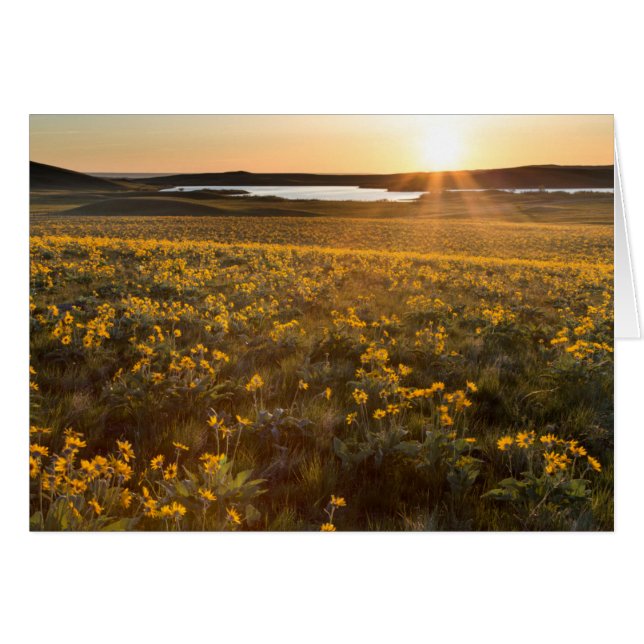 Stånd av vildblommor av Arrowleaf Balsamroot Hälsningskort (Framsidan Horizontal)