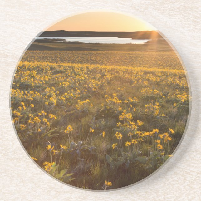 Stånd av vildblommor av Arrowleaf Balsamroot Underlägg Sandsten (Framsidan)