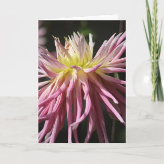 Standard, 12,7 cm x 17,8 cm Mångkott kort