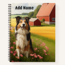 Standard Collie på gård