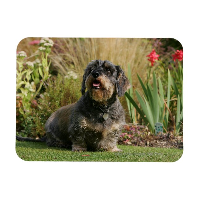 Standard-Dachshund med trådstyrd standard Magnet (Horisontell)