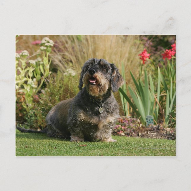 Standard-Dachshund med trådstyrd standard Vykort (Framsida)