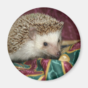 Standard hhmagnet magnet
