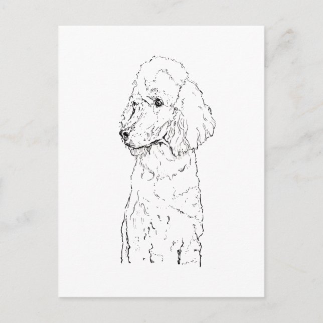 Standard Poodle Hund Illustration - Bläckkonst Vykort (Framsida)