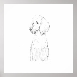 Standard Poodle Hund Illustration Poster