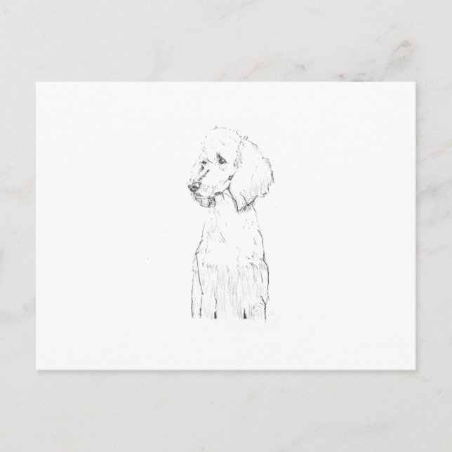 Standard Poodle Hund Illustration  Vykort (Framsida)