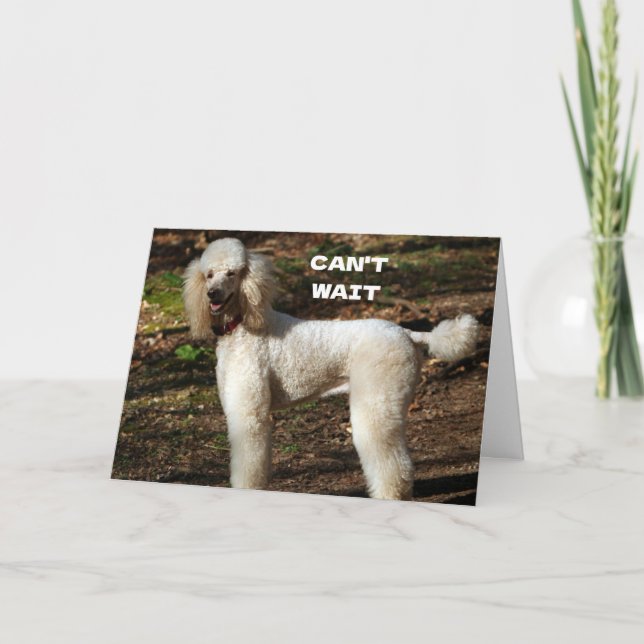 STANDARD POODLE säger "GRATTIS PÅ 60-ÅRS DAG" Kort (Framsida)