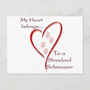 Standard Schnauzer Heart-Tillhör Vykort