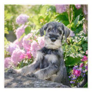 Standard Schnauzer Puppy i en Blommar Garden - Fototryck