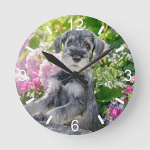 Standard Schnauzer Puppy i en Blommar Garden - Rund Klocka