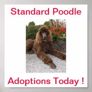 Standarda pudelhundadoptioner undertecknar i dag poster