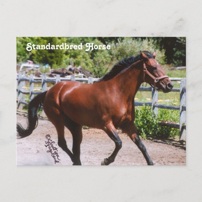 Standardrasistiskt vykort (Framsida)