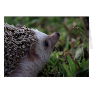 standardsäkringskort hälsningskort