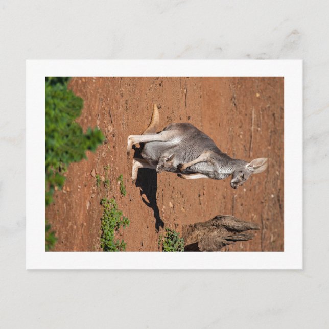 Standardvykort Vykort (Framsida)