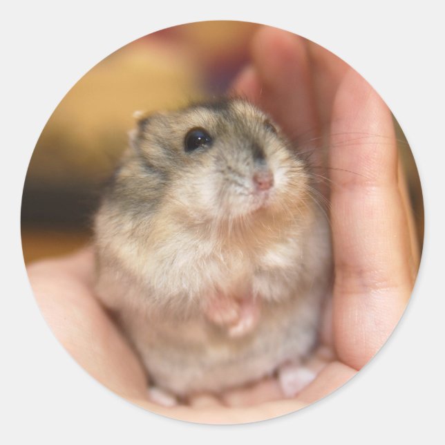 Ständiga Baby Hamster Runt Klistermärke (Framsida)