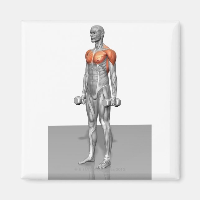Ständiga biceps Curl Magnet (Framsidan)