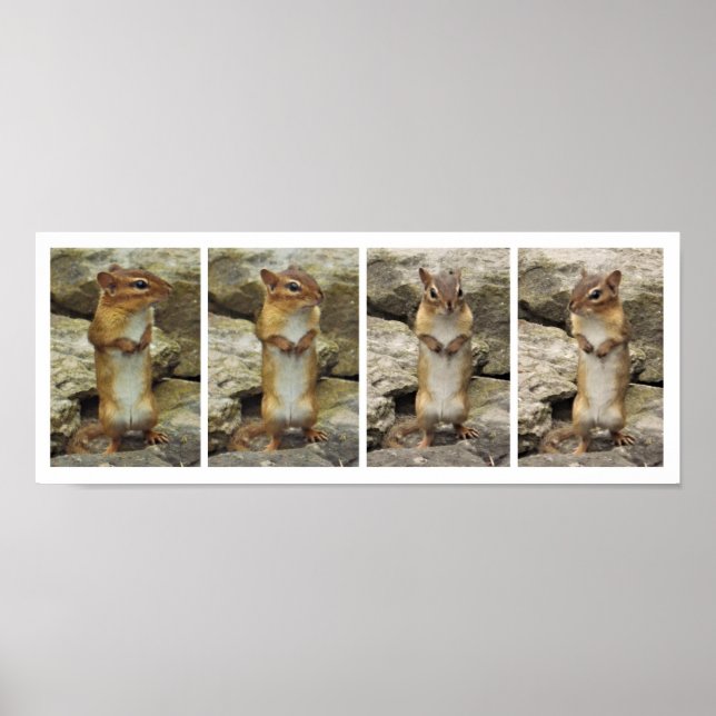 Ständiga Chipmunk Poster (Framsidan)