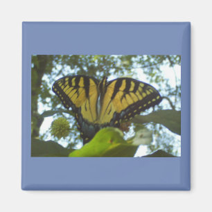 Ständiga Gult Monarch Magnet