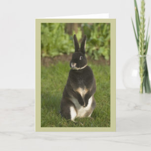 Ständiga Rex Rabbit Kort