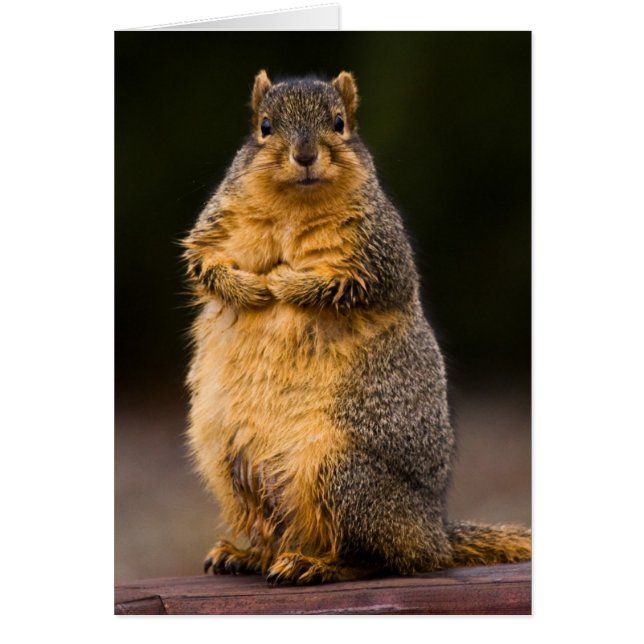 Ständiga Tall Hälsningskort (Framsidan)